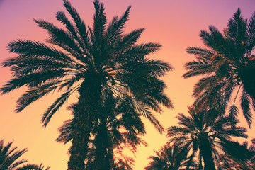 Date palm trees plantation against  sunset sky. Beautiful nature background for posters, cards, blogs and web design