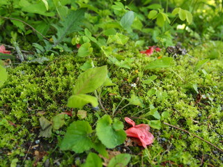 Japanese moss forest Fresh green