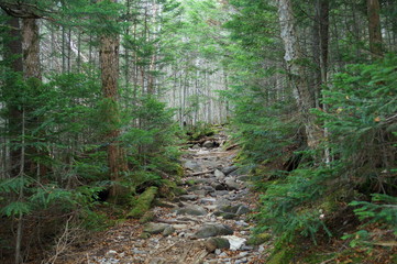Japanese Forest Trekking Course pass