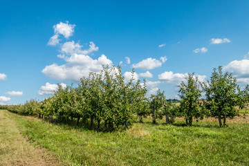 Obraz premium Reife Äpfel an Apfelbaum in einer Obstplantage