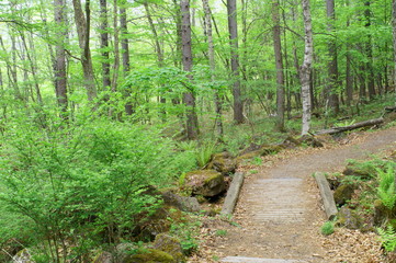 Japanese Forest Trekking Course pass