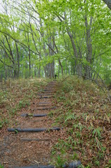 Japanese Forest Trekking Course pass