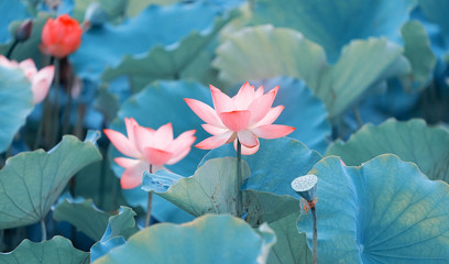 Lotus flower and Lotus flower plants