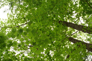 Fresh green of maple leaf