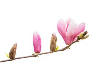 Pink magnolia flowers isolated on white background