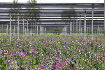 Orchid flowers blooming in orchid farm, The orchid farm is an agricultural industry in Thailand.