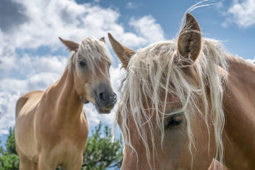 Famous Haflinger horses on a mountain pasture in the Tannheim Valley, Tirol,Austria