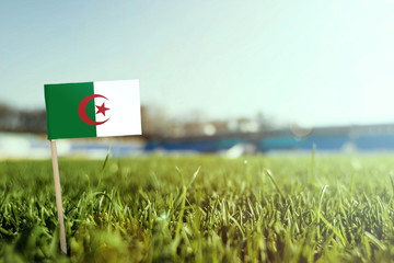 Miniature stick Algeria flag on green grass, close up sunny field. Stadium background, copy space for text.