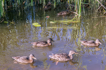 A flock of ducks on a bright summer day swims in a pond overgrown with grass, in search of food, instagram.