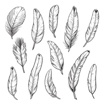 Birds feathers hand drawn illustrations isolated set