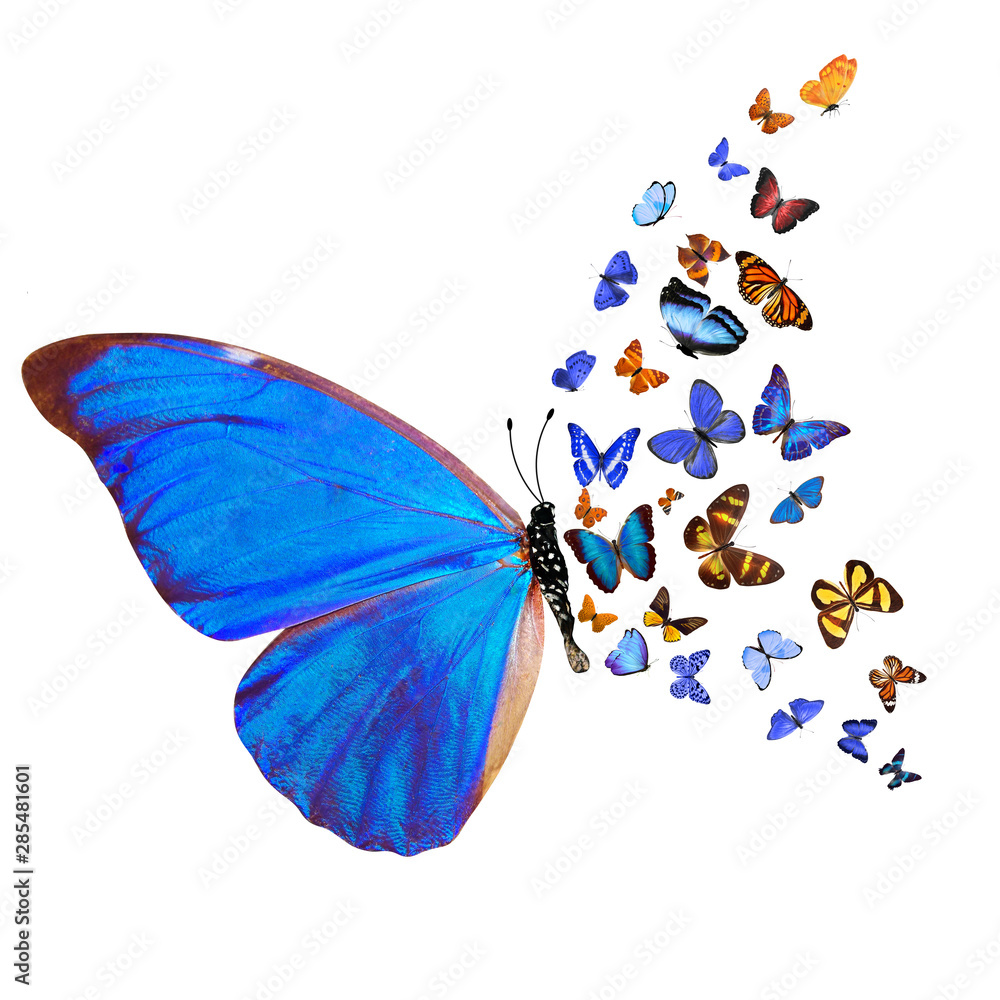 Poster many different butterflies, isolated on white background