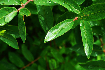green leaf with drops of water