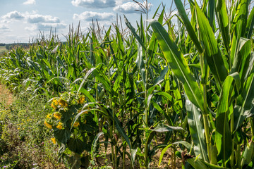 Reife Äpfel an Apfelbaum in einer Obstplantage