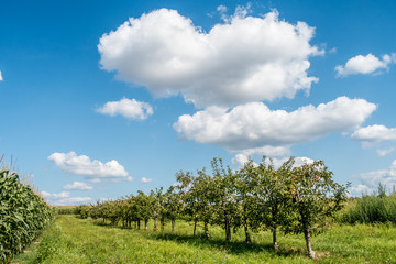 Fototapeta na wymiar Reife Äpfel an Apfelbaum in einer Obstplantage