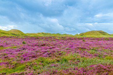 Blühende Heide auf Amrum - Beautiful violet blossoms on the island Amrum