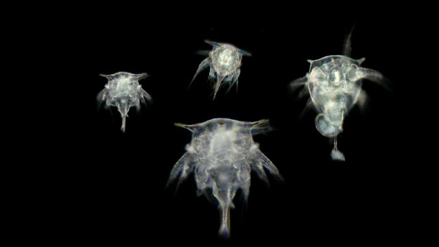 Zooplankton of the Black Sea under the microscope. The larva, nauplios Cirripedia, Balanomorpha, larvae for some time exist in the water column, feed and, having reached the stage of a ciriform larva