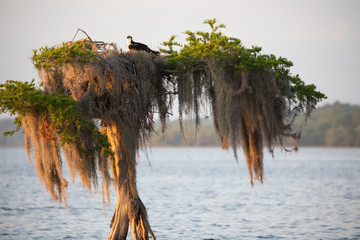 Ospreys nesting in cypress trees.
