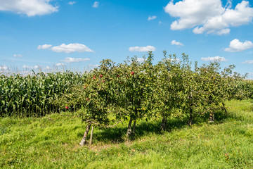 Fototapeta na wymiar Reife Äpfel an Apfelbaum in einer Obstplantage