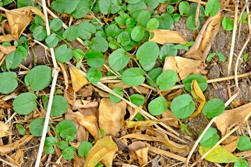 Green leaves on the ground full of dry leaves.