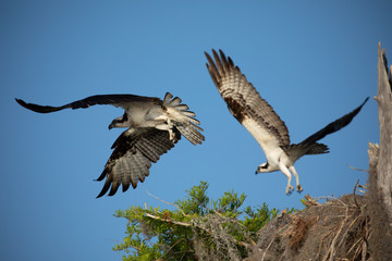 Fototapeta na wymiar Ospreys nesting in cypress trees.
