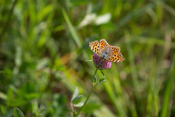 Kaisermantel / Edelfalter