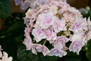 Japanese beautiful colorful hydrangea flowers