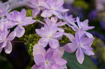 Japanese beautiful colorful hydrangea flowers
