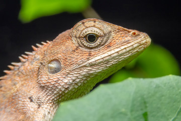 Fototapeta premium Close up of the Calotes versicolor or Oriental garden lizard on the Dry branches in the morning. The house lizard is looking at its victim under the leaves.