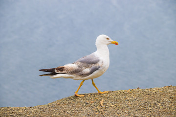 Seagull on a background of the sea. White sea bird. A bird on the background of the sea stands and looks.