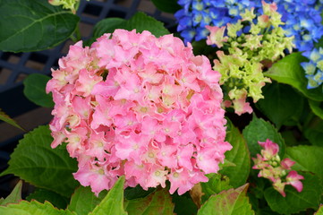 Japanese beautiful colorful hydrangea flowers