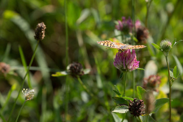 Kaisermantel / Edelfalter