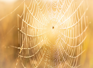 Spinne