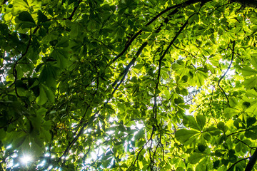 Fototapeta na wymiar Blätter von Kastanienbaum