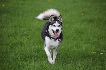 beautiful mixed husky dog is running in the garden