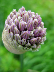 Riesenzierlauch (Allium) Bl&uuml;te Closeup
