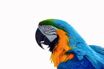macaw with white background.