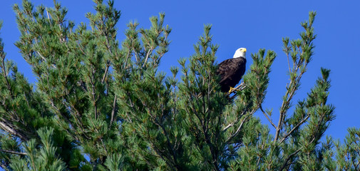 Bald Eagle in the Wild