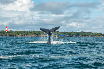 Fototapeta premium humpback whale in the sea