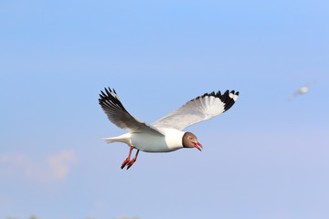 Seagull flying in blue sky, Freedom concept