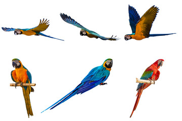 macaw with white background. - obrazy, fototapety, plakaty