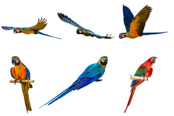 macaw with white background. © yutphoto freelance