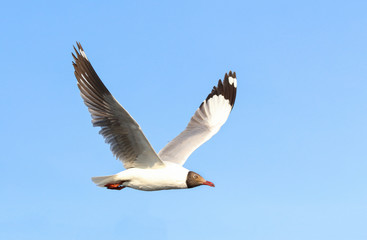 Seagull flying in blue sky, Freedom concept