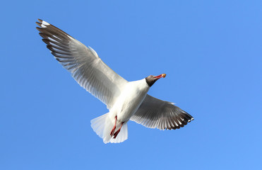 Seagull flying in blue sky, Freedom concept