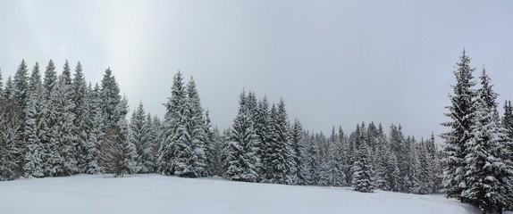 A pine forest covered with snow