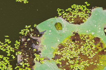 청개구리. 연못. 