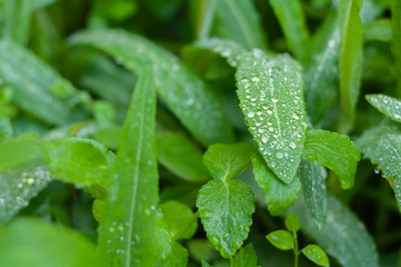 drops of fresh morning dew on the lush green grass