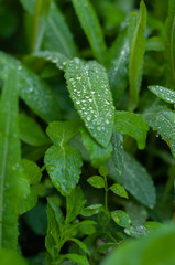 drops of fresh morning dew on the lush green grass