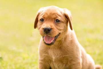 Redfox Labrador Retriever Welpe lächelt im Halbportrait zum betrachter