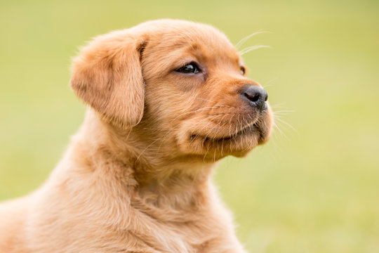 Redfox Labrador Retriever Welpe Kopfportrait guckt konzentriert in die Ferne