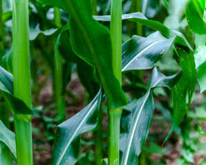 corn plantation green plant details, leaves